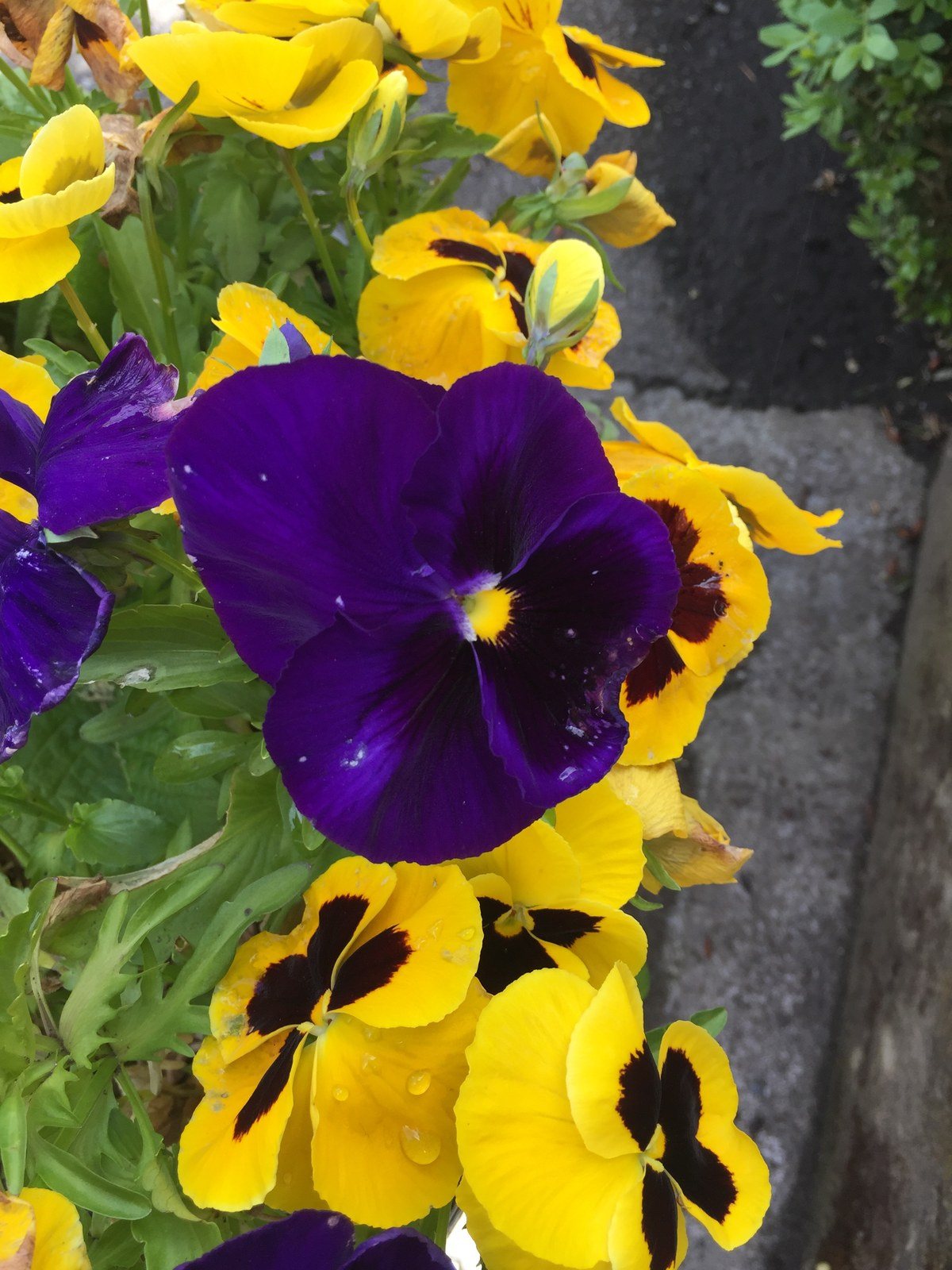 Taken At Butchart Gardens In Canada