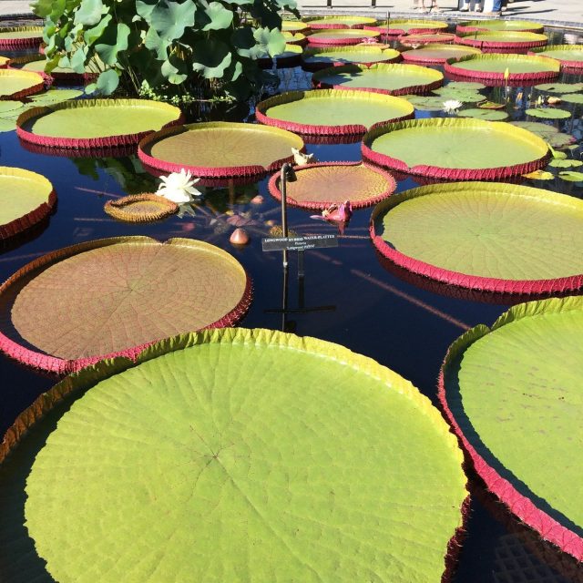 Longwood Hybrid Water Platters