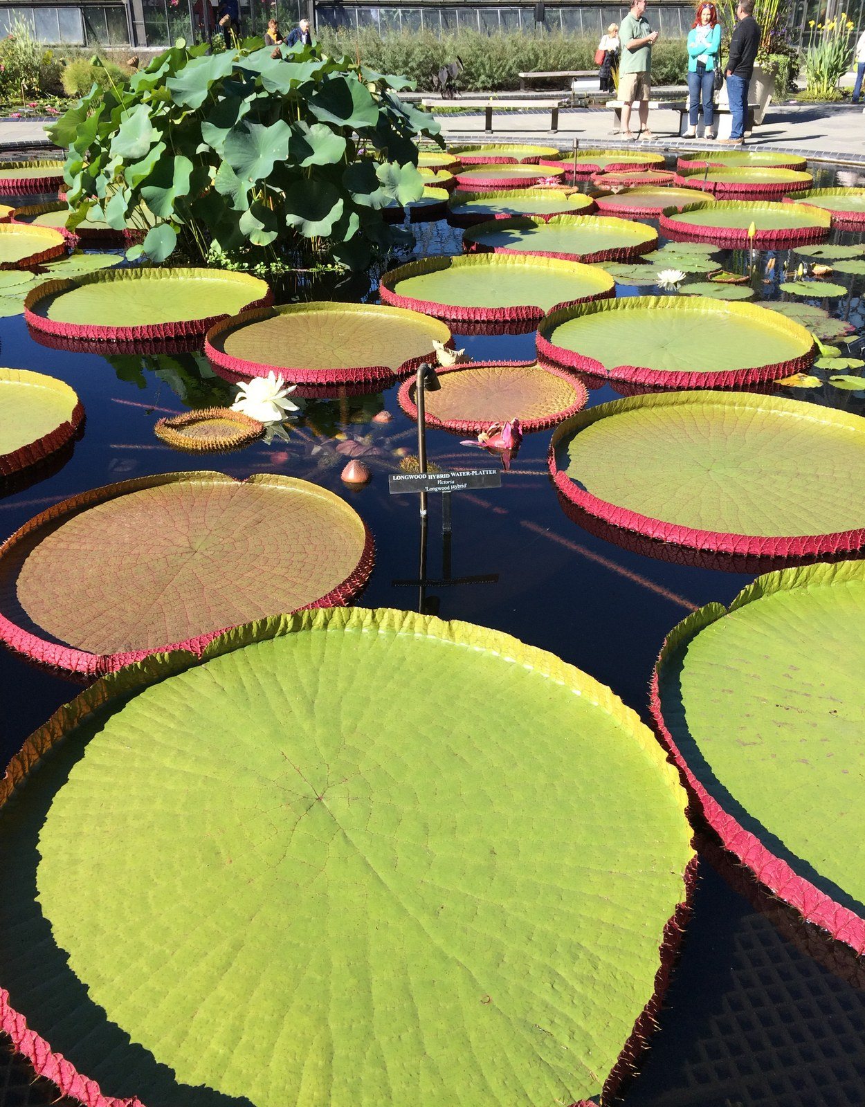 Longwood Hybrid Water Platters