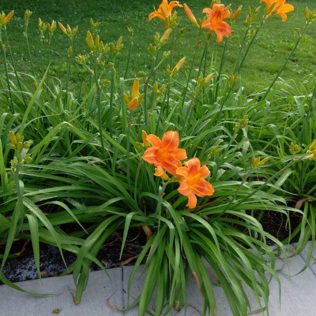 Tiger Lilies
