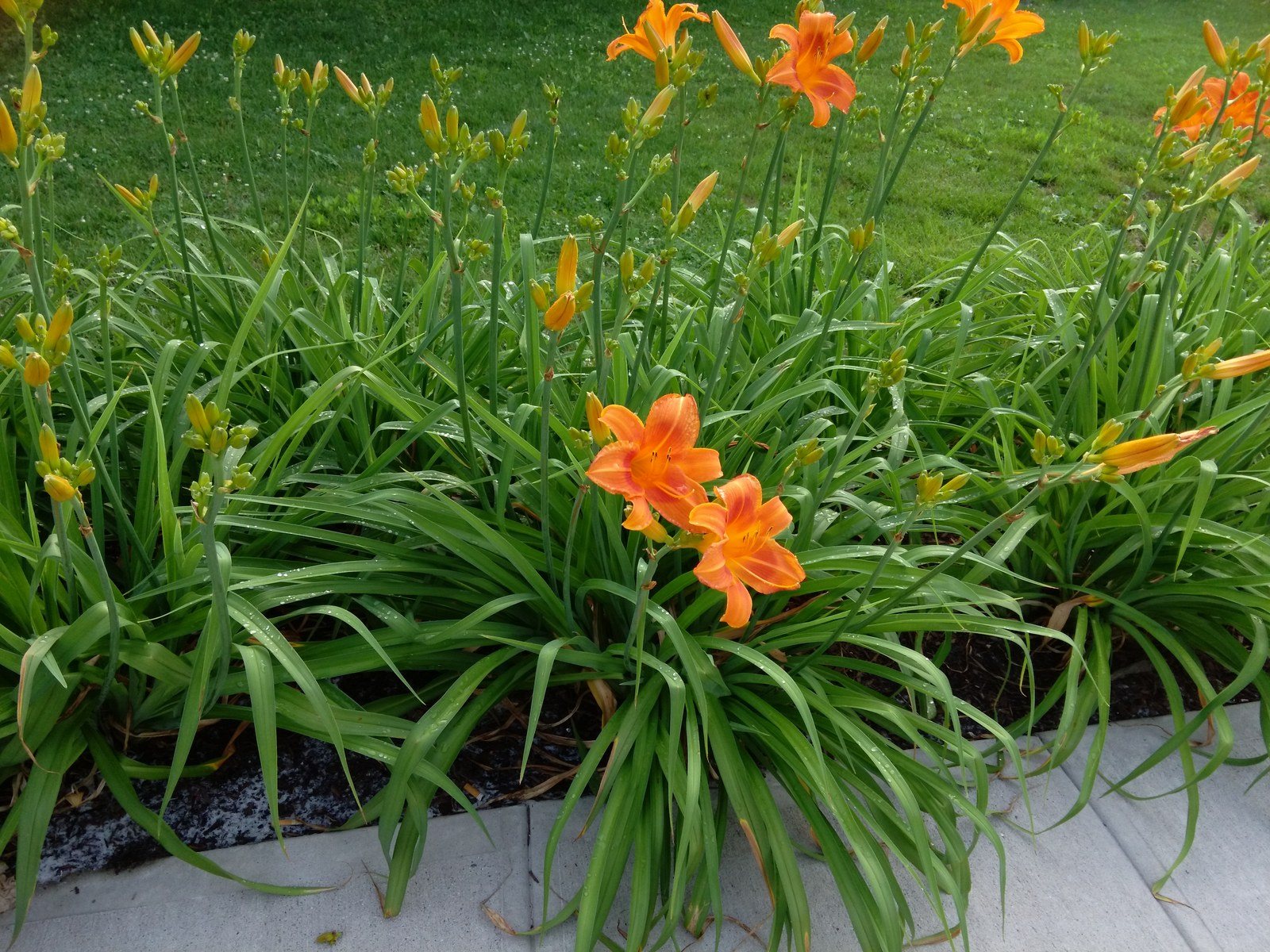 Tiger Lilies