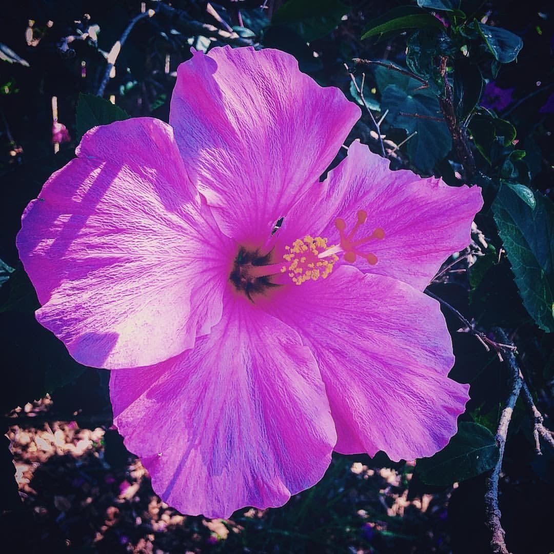 Pink Looks Good On You