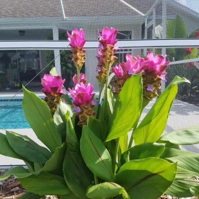 Curcuma - Taken In My Back Yard In Vero Beach.