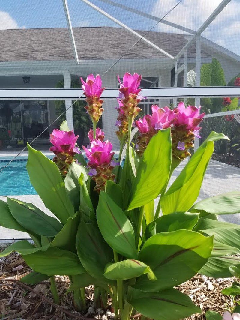 Curcuma - Taken In My Back Yard In Vero Beach.