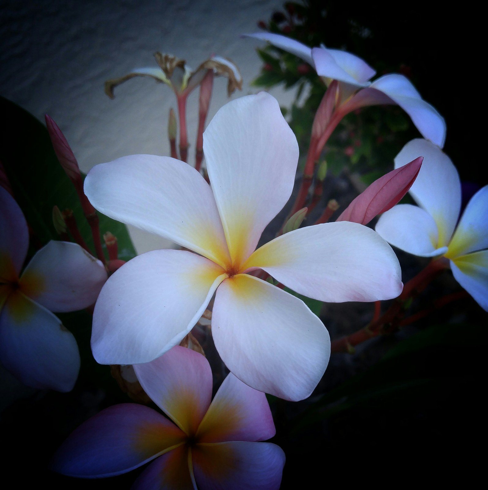 Shannon's photo