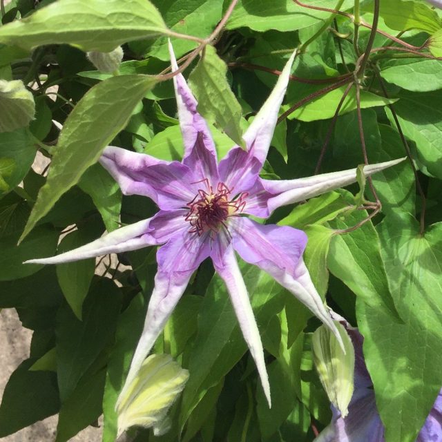 Taken At Butchart Gardens In Canada