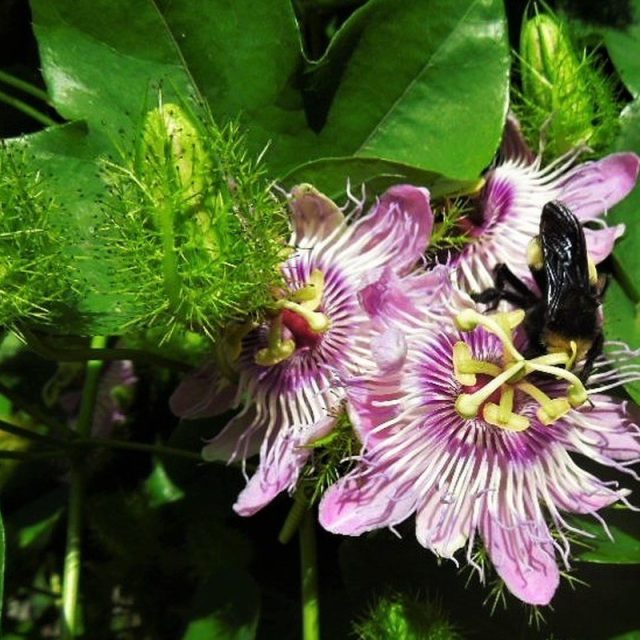 Passionate Bee