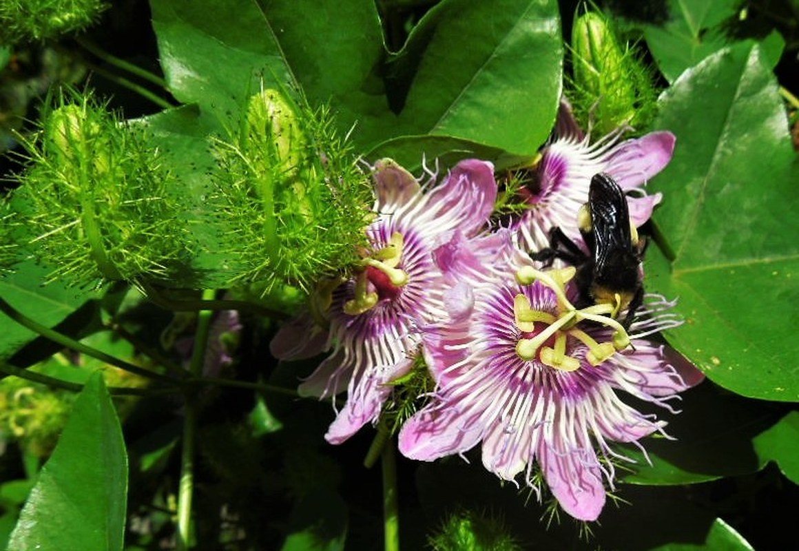 Passionate Bee