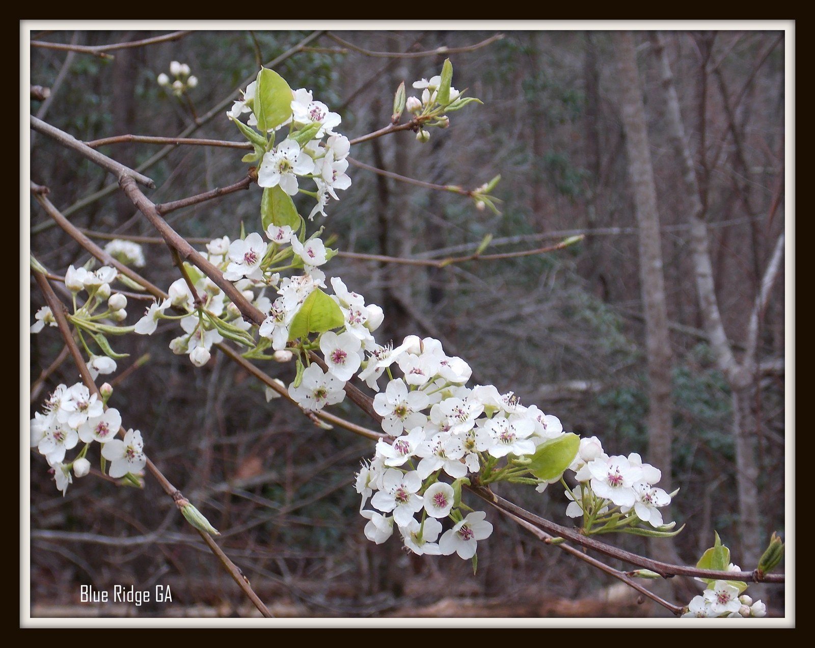 Blue Ridge GA