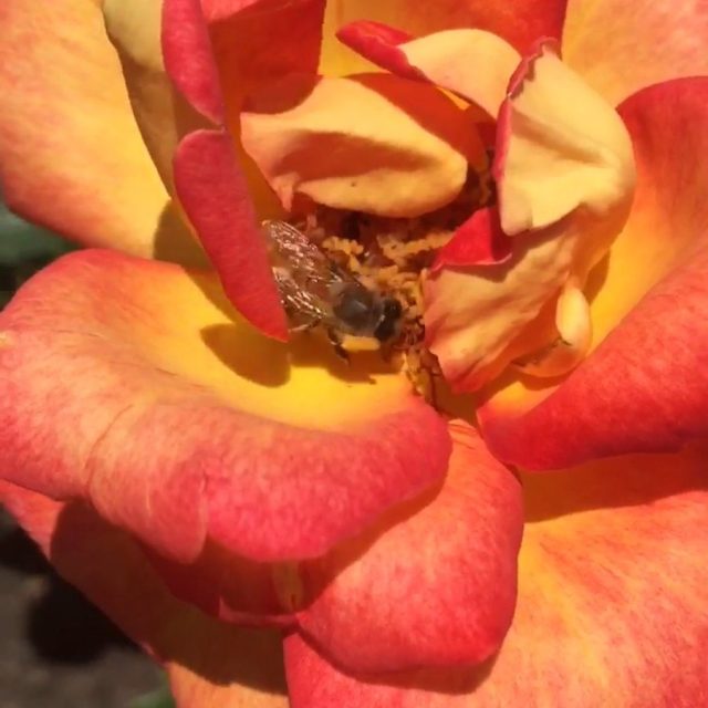 Busy Busy Bee! Taken In A Rose Garden In Rome
