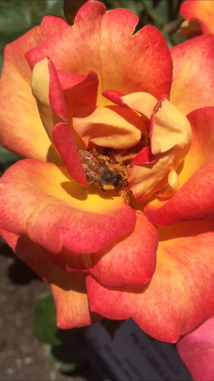 Busy Busy Bee! Taken In A Rose Garden In Rome