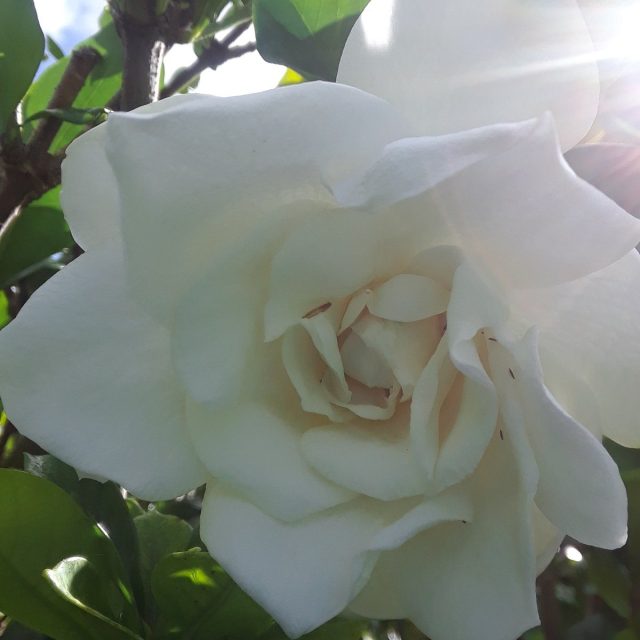 GORGEOUS GARDENIA