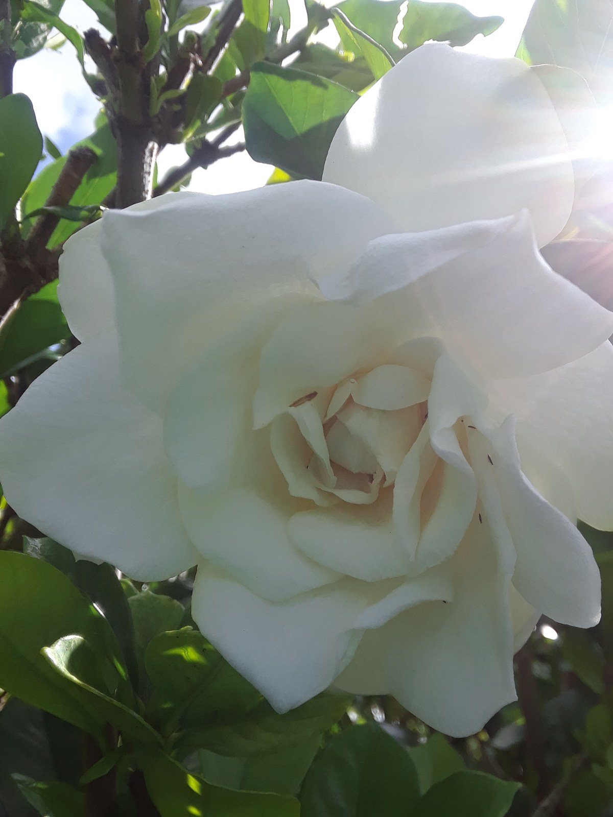GORGEOUS GARDENIA