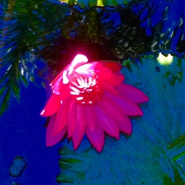 Let The Light In