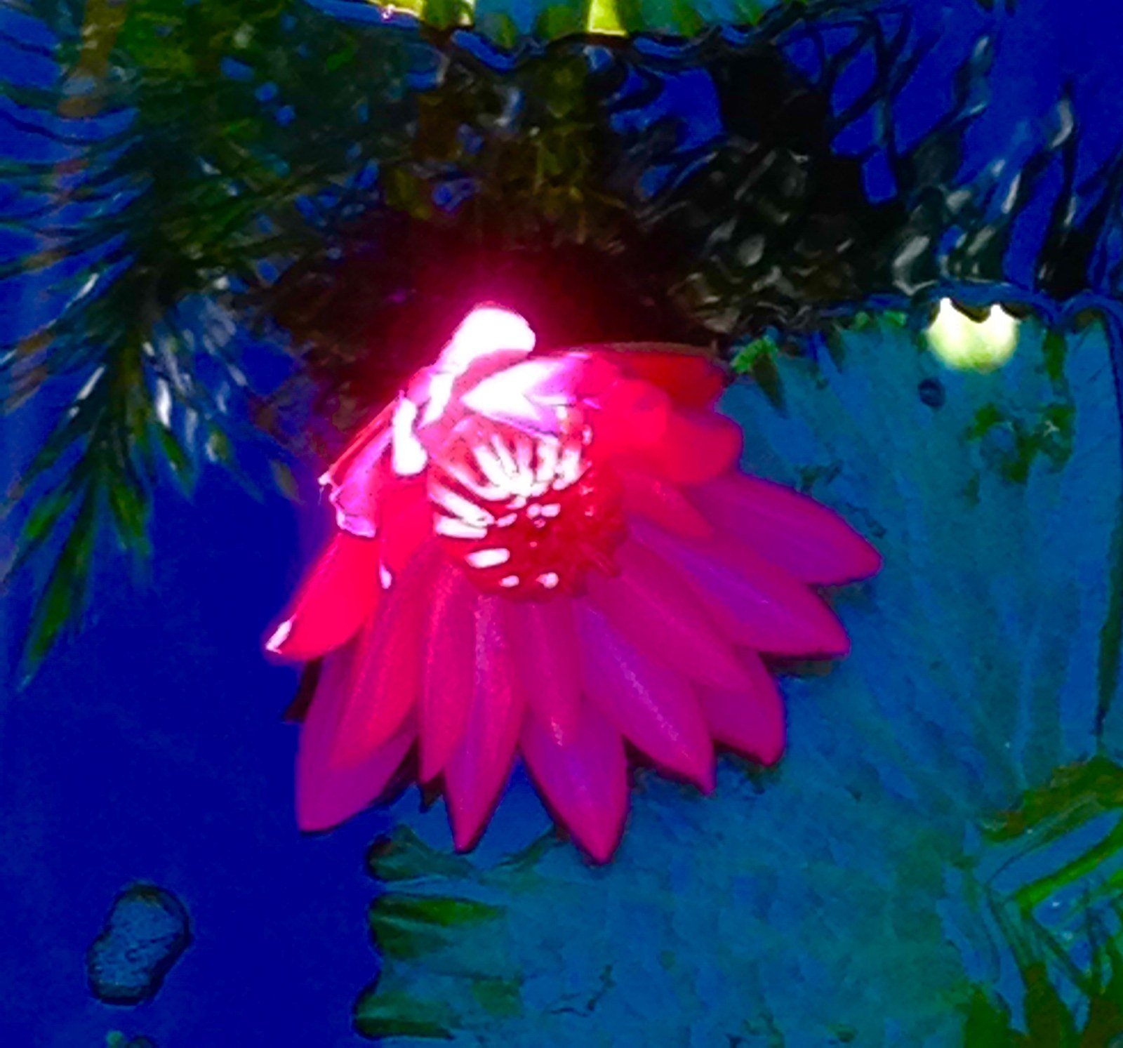 Let The Light In