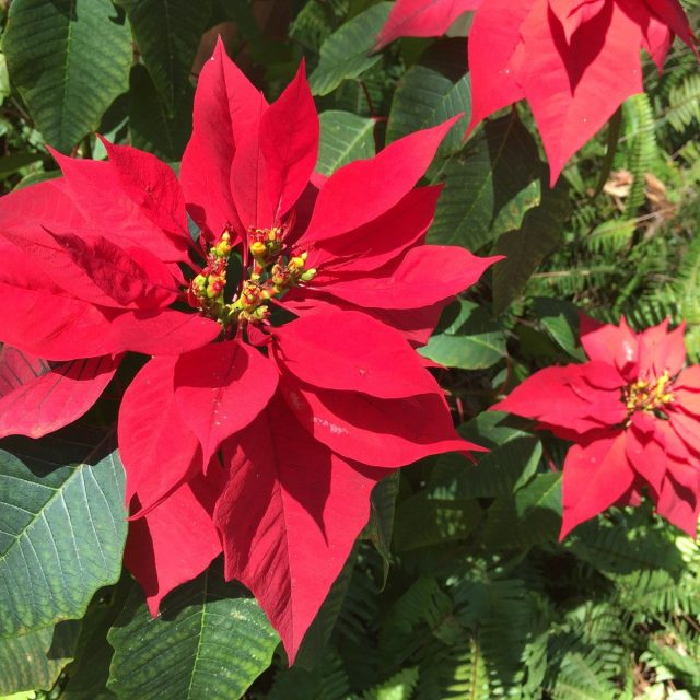 Christmas Red