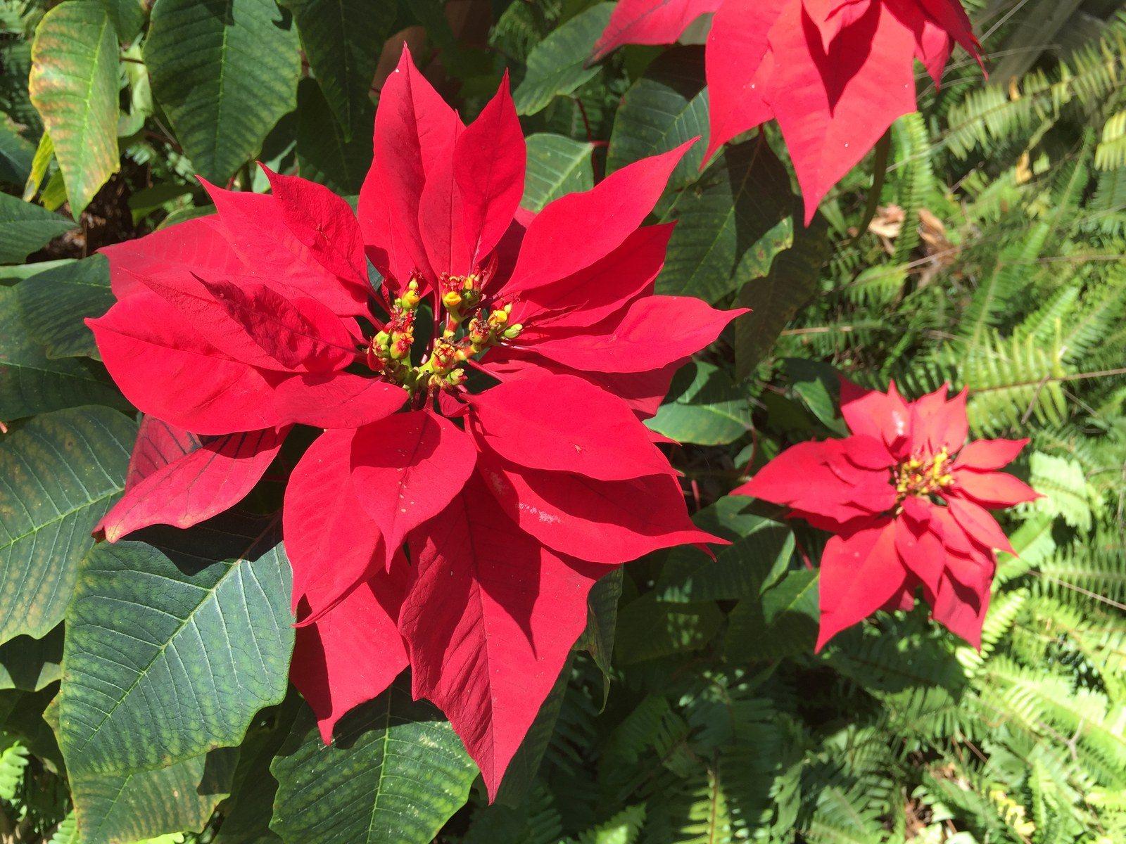 Christmas Red