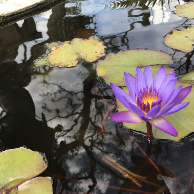 Water Lily At Kashi