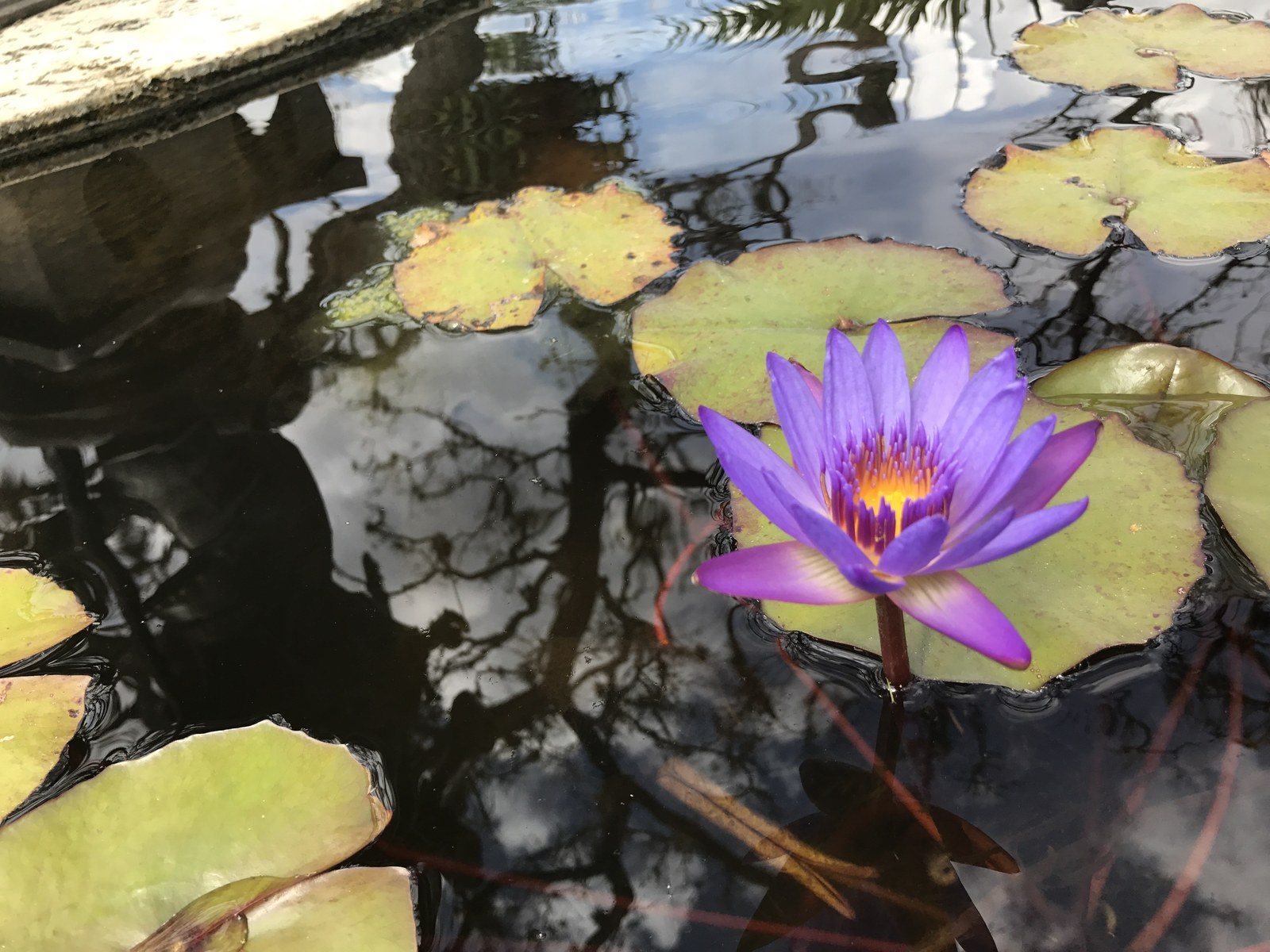 Water Lily At Kashi