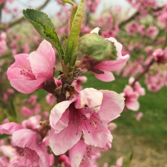 Apple Bloom