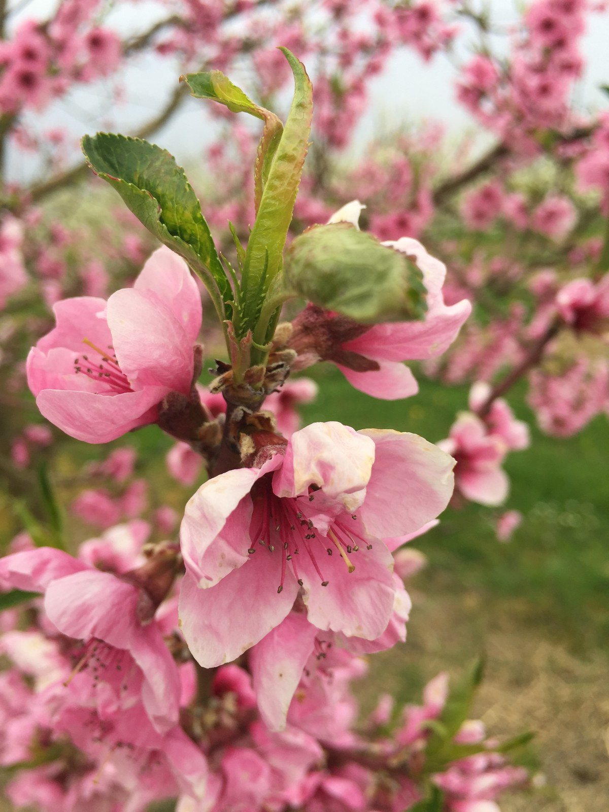 Apple Bloom