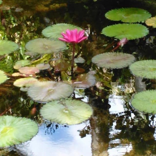 Tranquility