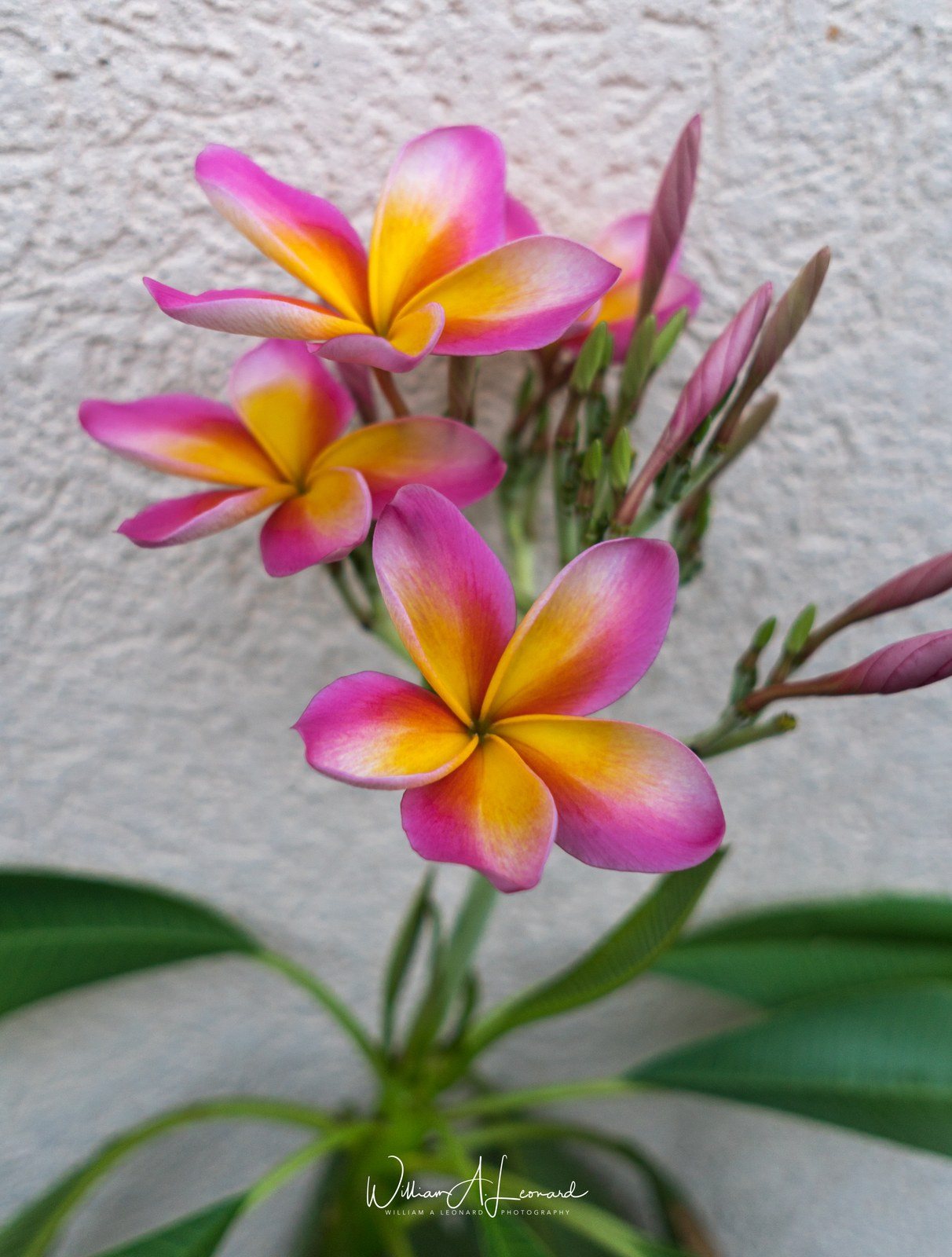 Plumeria Named Kepola For A Special Person Named Debbie As Kepols Is Debbie In H