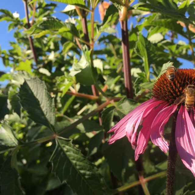 Bee Happy