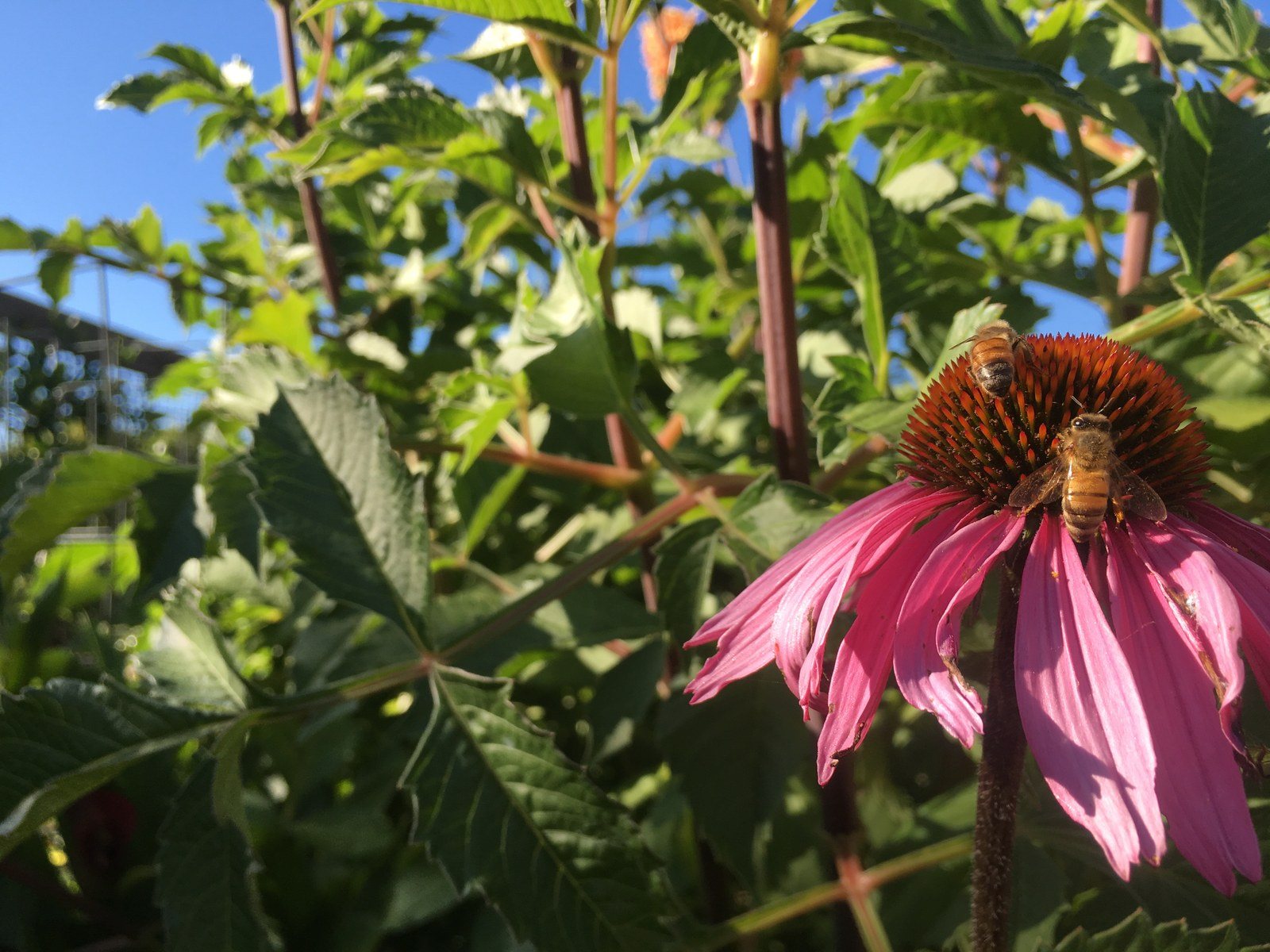 Bee Happy