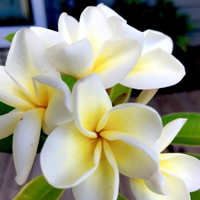 Frangipani Fun