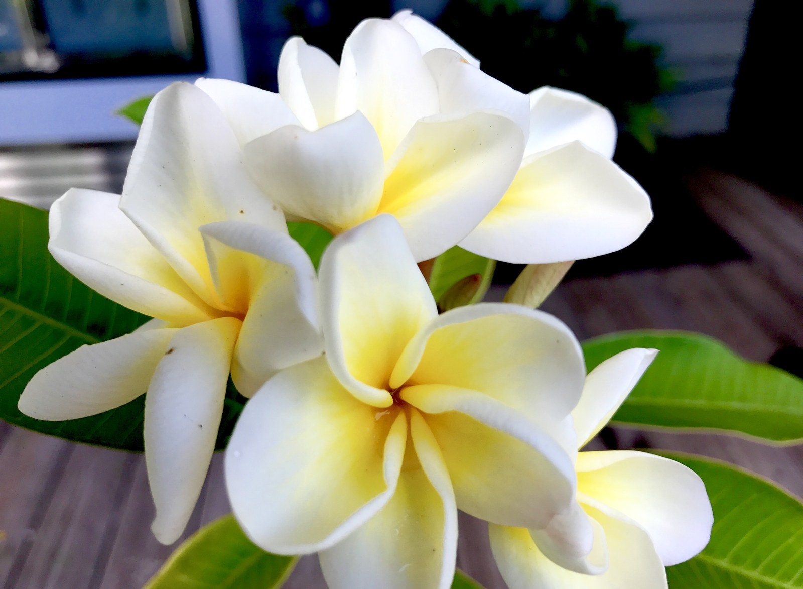 Frangipani Fun