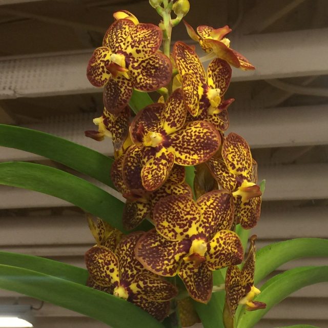 Taken At Dole Plantation
