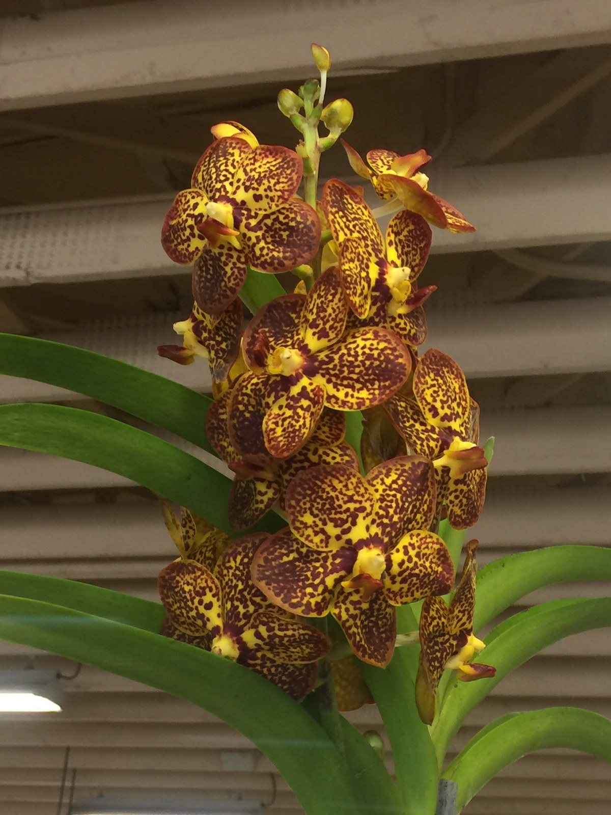 Taken At Dole Plantation