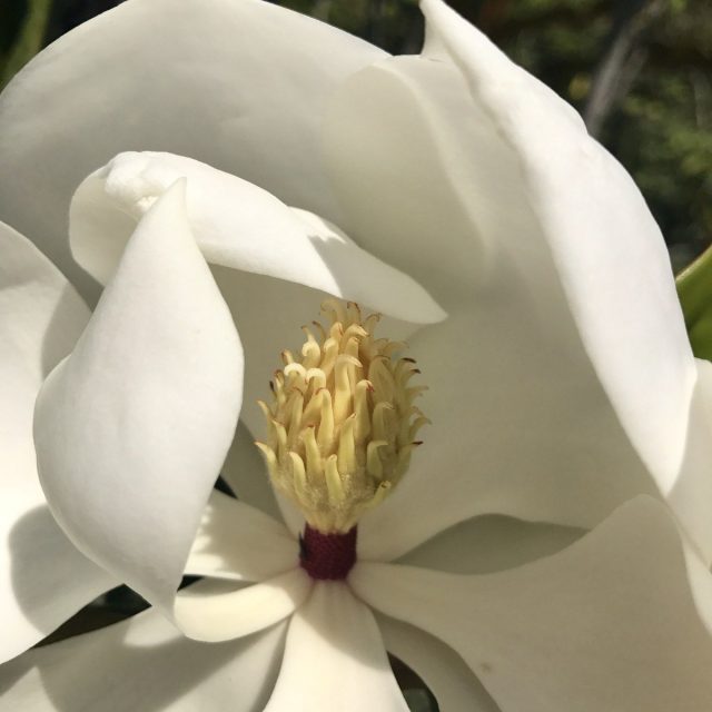 Steel Magnolia