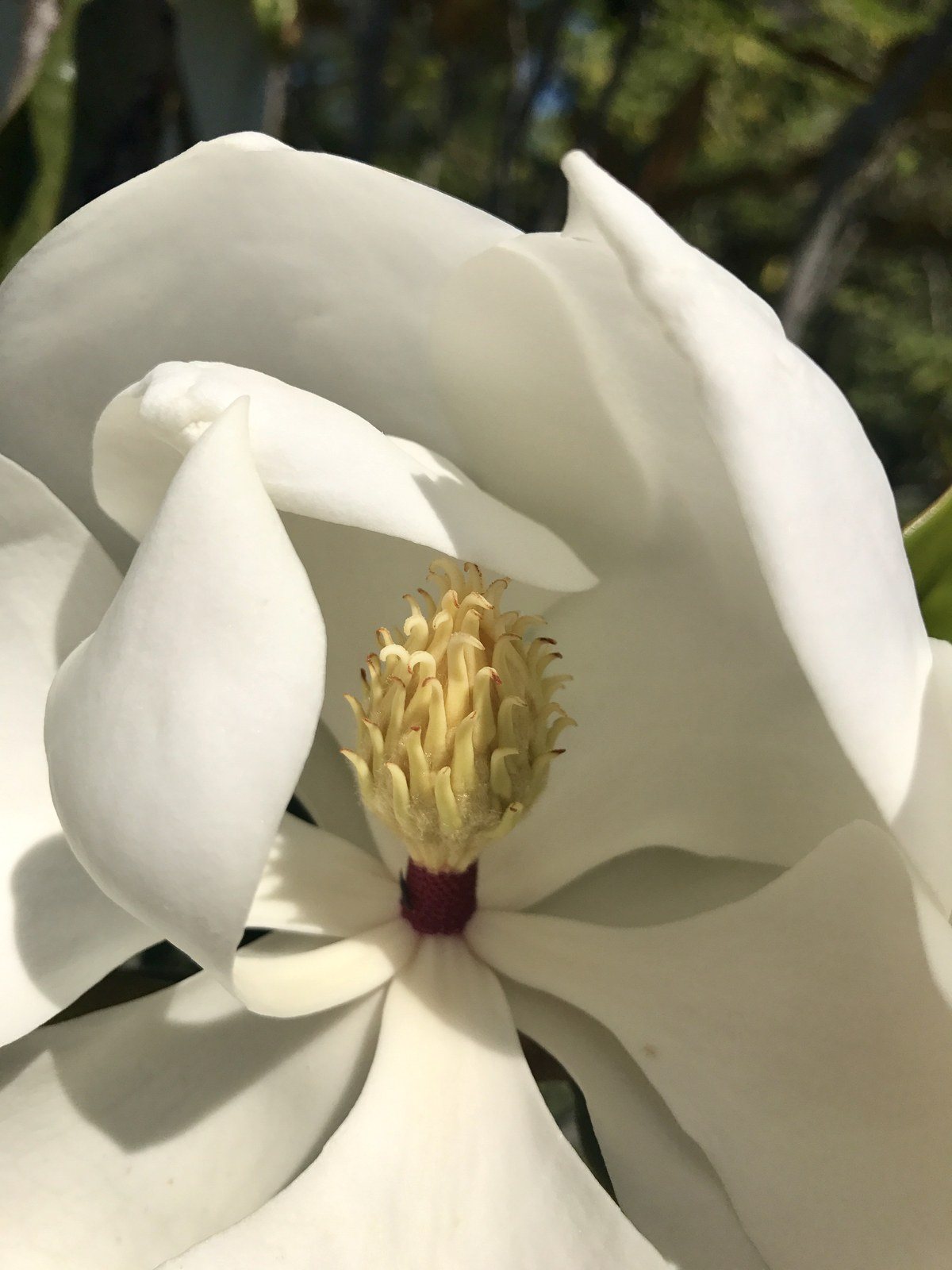 Steel Magnolia