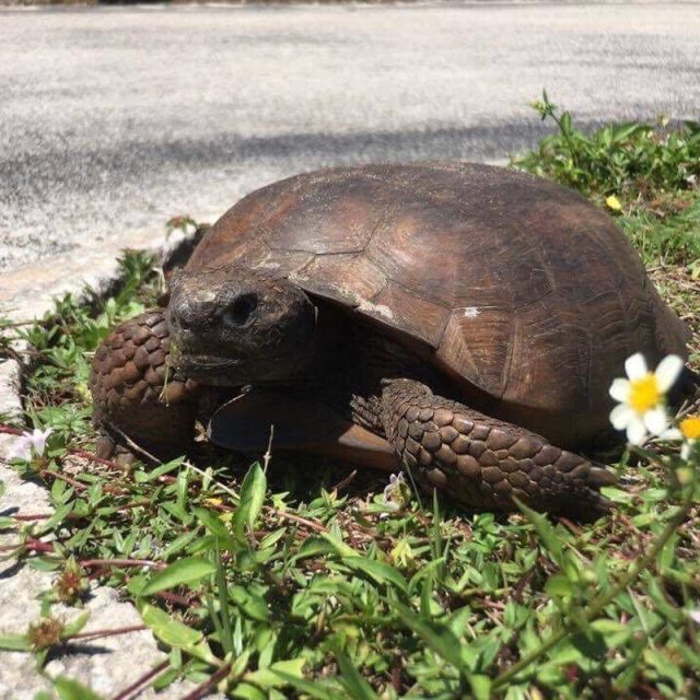 Flower With Turtle
