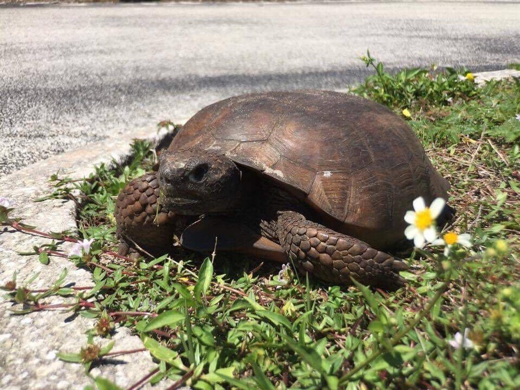 Flower With Turtle