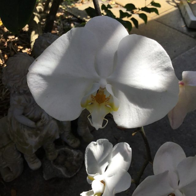 Orchids