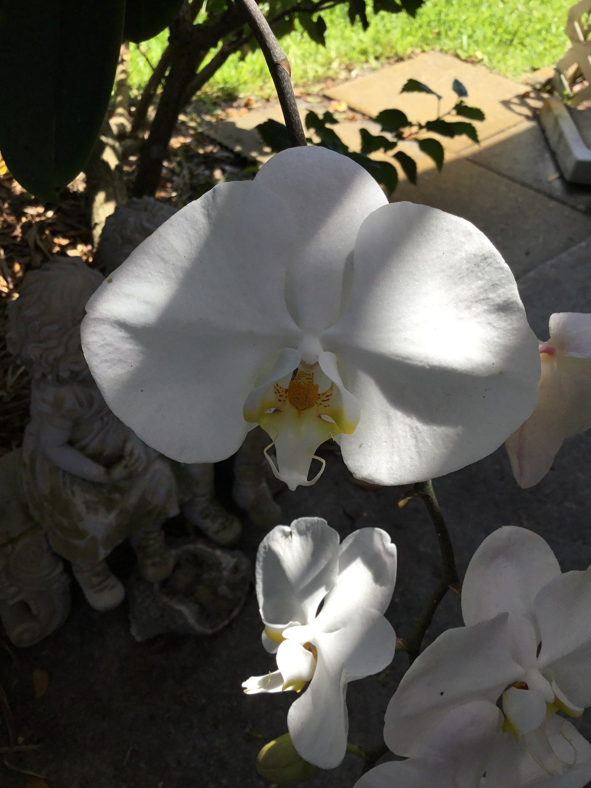 Orchids