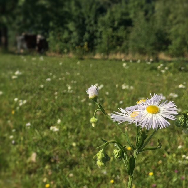 Daisy