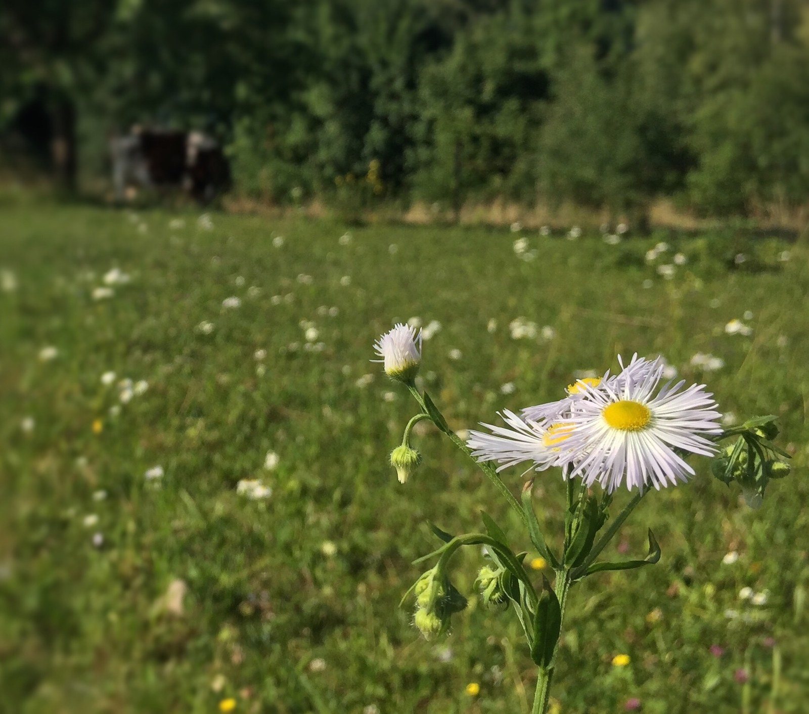 Daisy