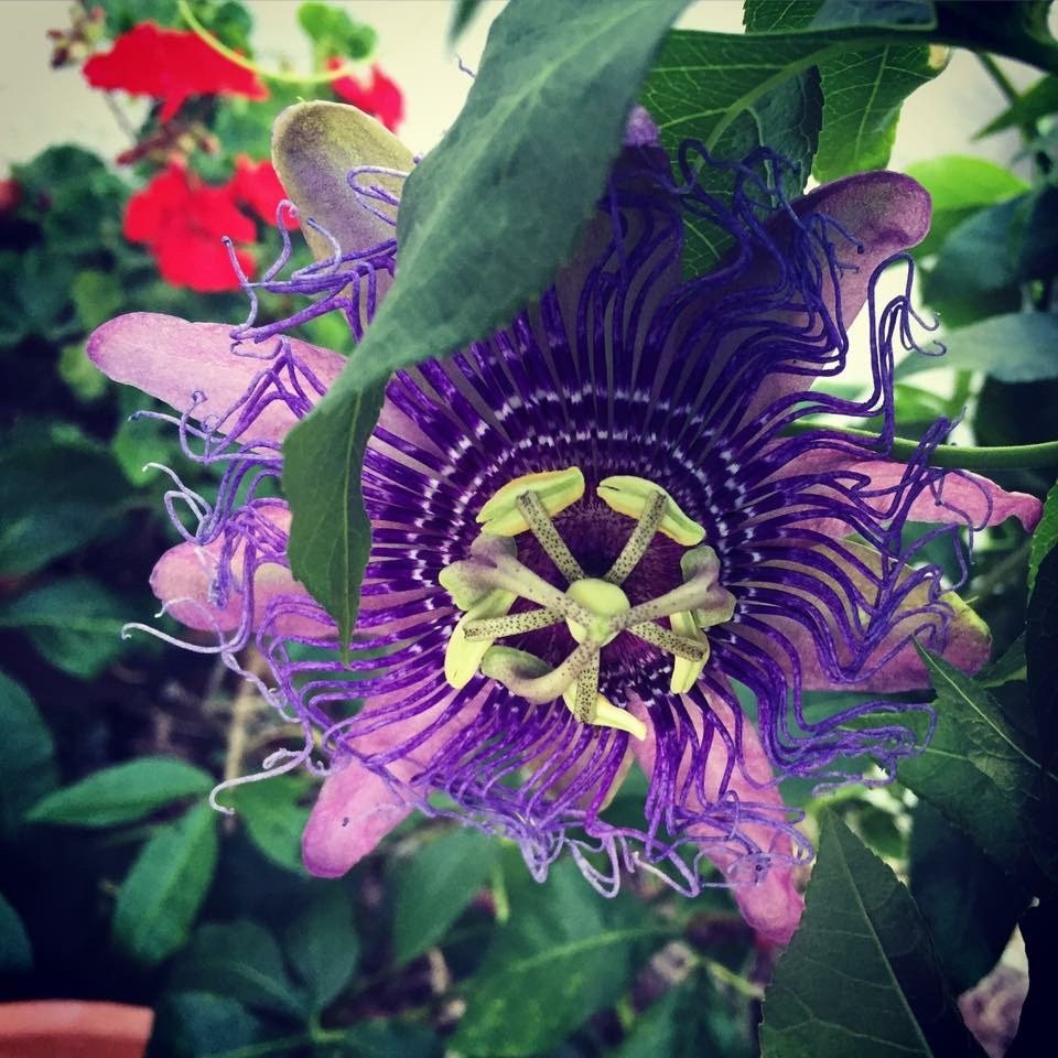 Native Passiflora