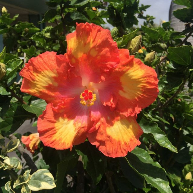 Home Town Honokaá Hibiscus