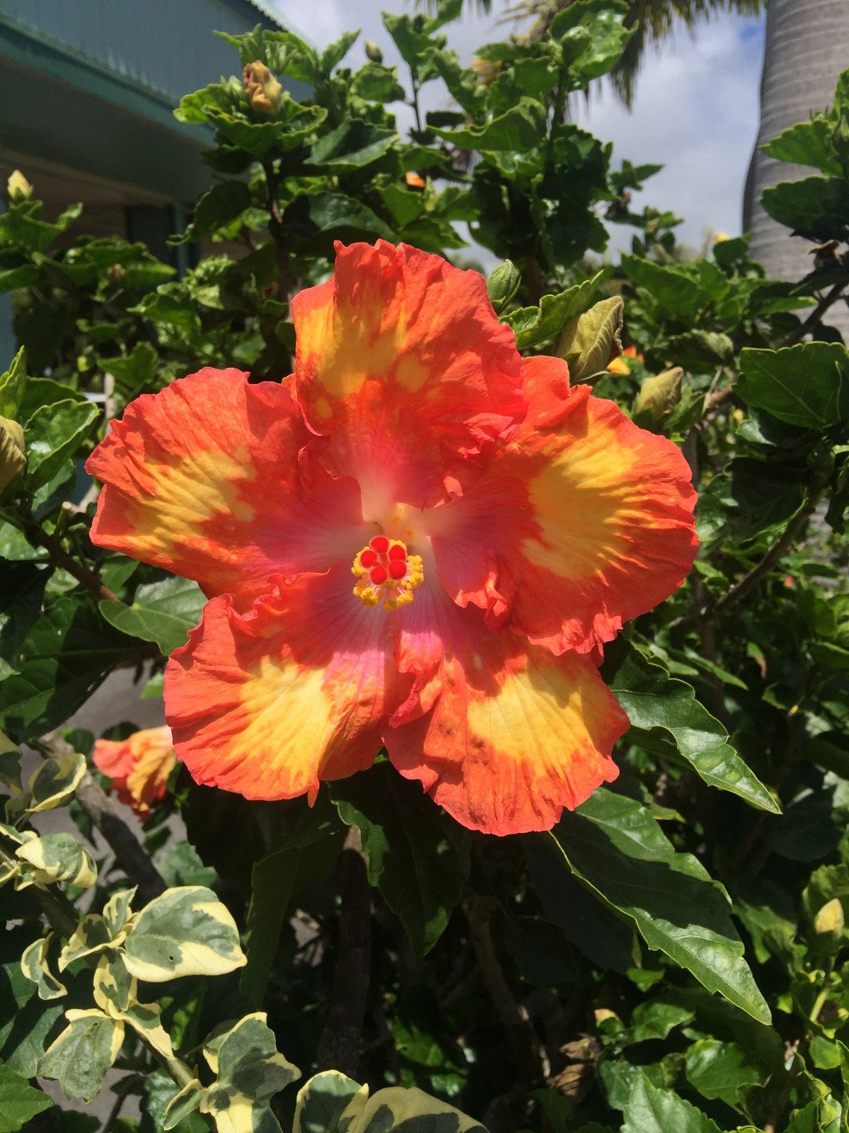 Home Town Honokaá Hibiscus