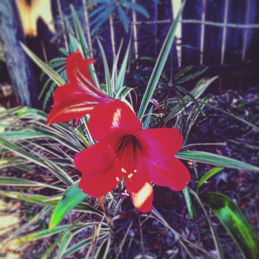 Dark Red