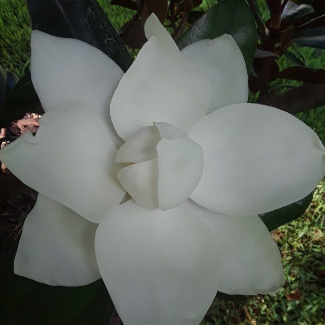 GODS BEAUTY...A PERFECT MAGNOLIA