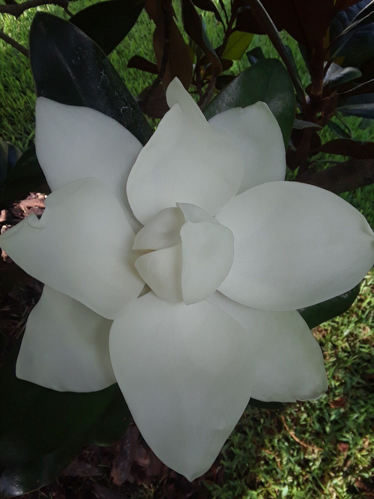 GODS BEAUTY...A PERFECT MAGNOLIA