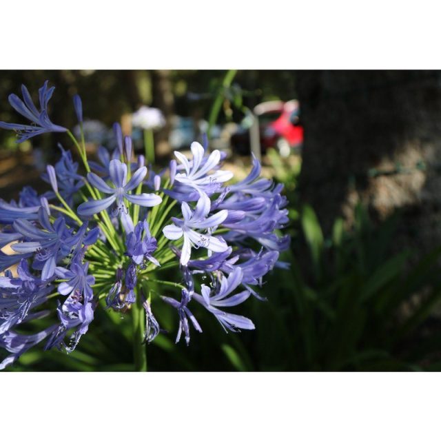 Purple Agapanthus