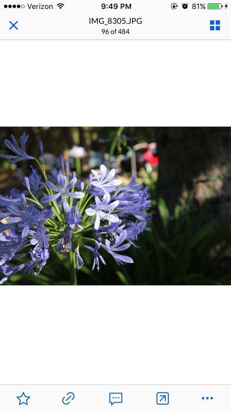 Purple Agapanthus