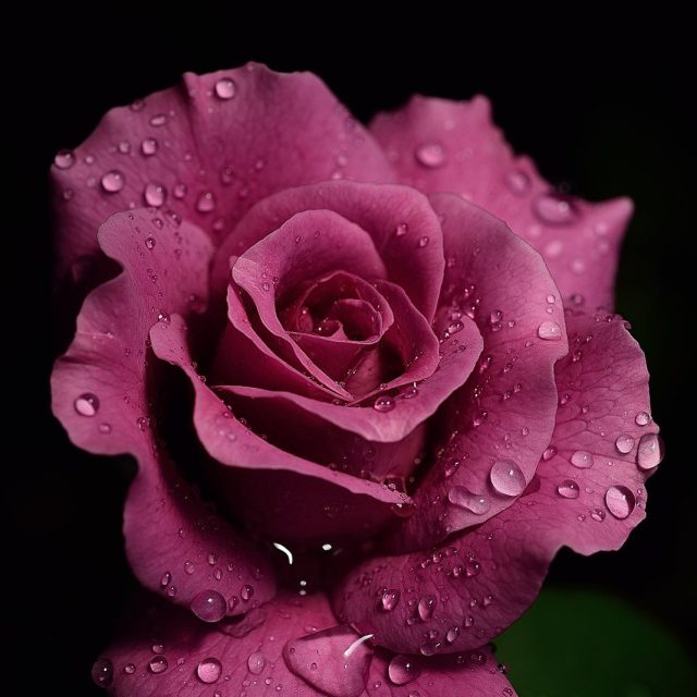Purple Rain